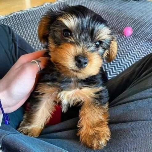 Yorkie Puppies