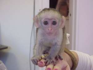 Adorable Capuchin Monkey