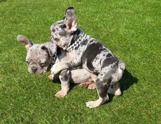 Adorable French Bulldogs looking for a new home