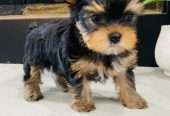 Two adorable Yorkie Puppies