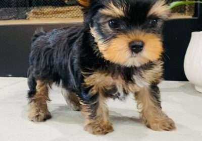 yorkshire-terrier-yorkie-puppy-picture-da6cdd86-12d9-433f-b071-8efd53c5fd8b