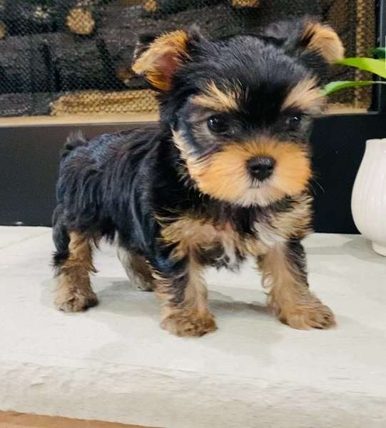 Two adorable Yorkie Puppies