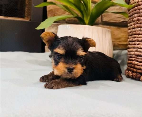 Two adorable Yorkie Puppies