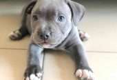 Staffordshire Bull Terrier pup
