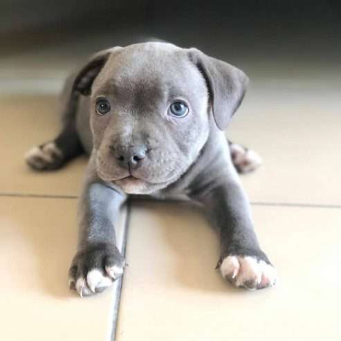 Staffordshire Bull Terrier pup