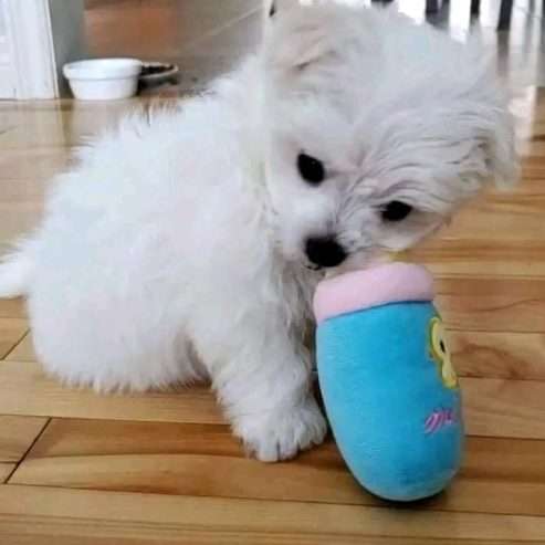 outstanding Maltese puppies