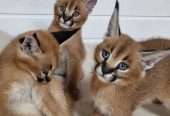 registered caracal kitten