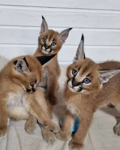 registered caracal kitten