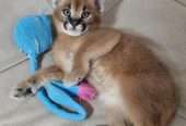 registered caracal kitten