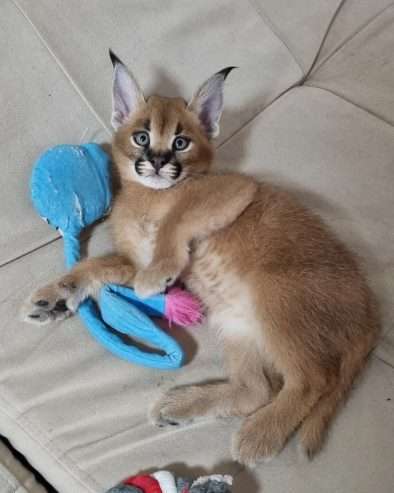 registered caracal kitten