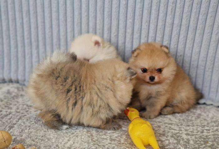 Healthy Pomeranian Puppies