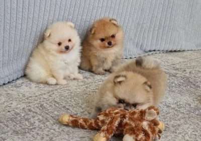 Healthy Pomeranian Puppies