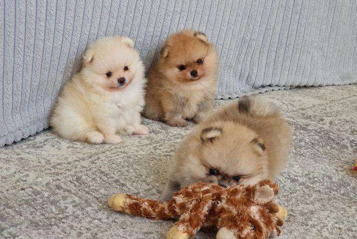 Healthy Pomeranian Puppies