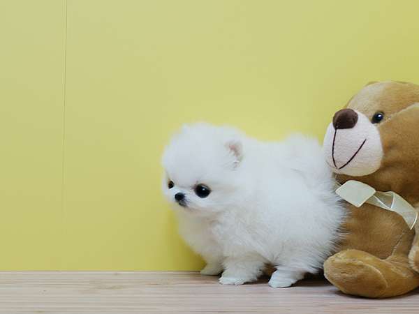 Pedigree Pomeranian Puppies