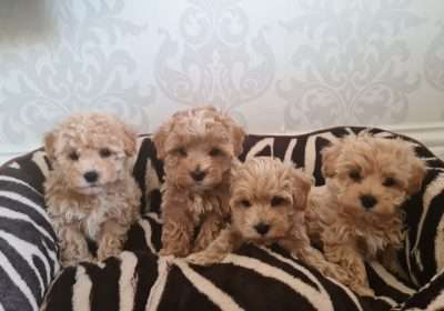 Maltipoo-Puppies-2-Boys-1