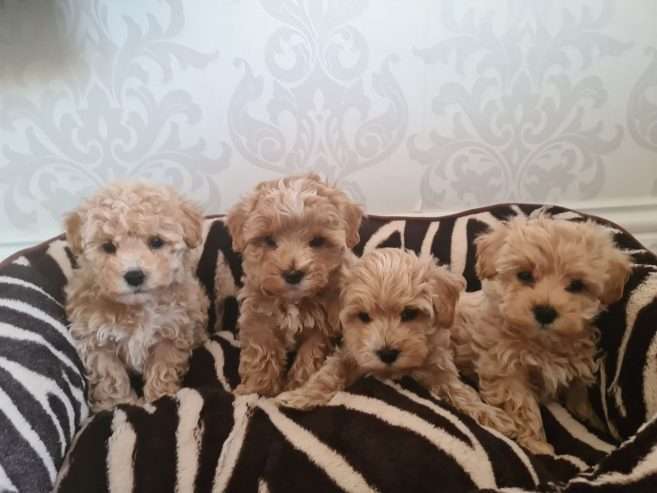 Health Tested Maltipoo Puppies