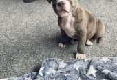 Staffordshire Bull Terrier pup