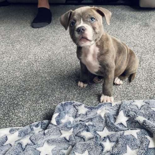 Staffordshire Bull Terrier pup