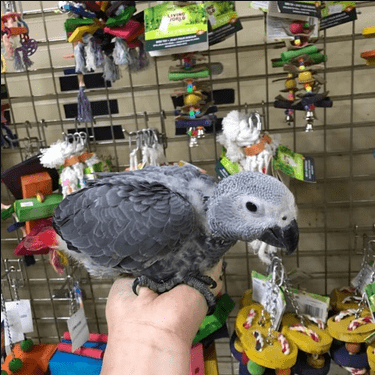 African Grey Parrots