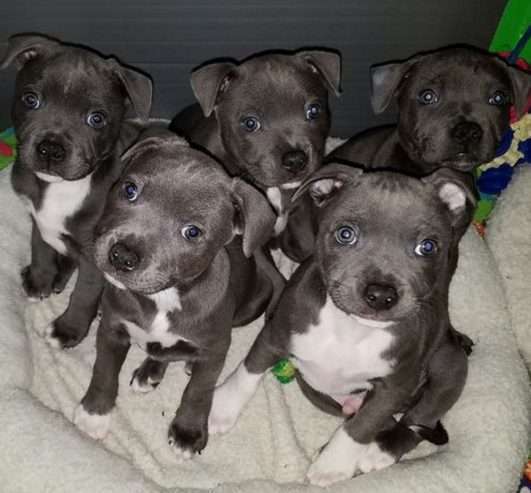 Stunning Litter Of Staff Pups