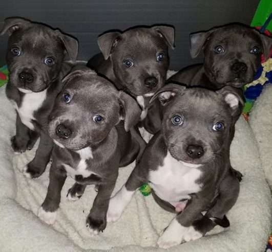 Stunning Litter Of Staff Pups