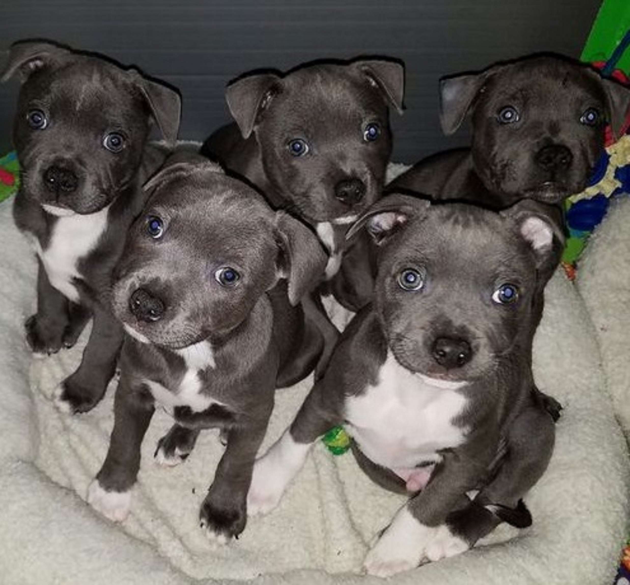 Stunning Litter Of Staff Pups