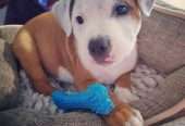 Staffordshire Bull Terrier pup