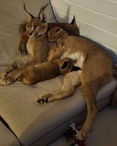 registered caracal kitten