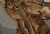 registered caracal kitten