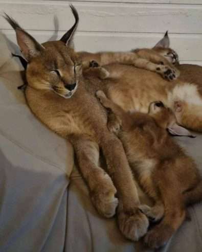 registered caracal kitten