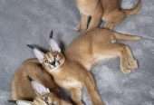 registered caracal kitten