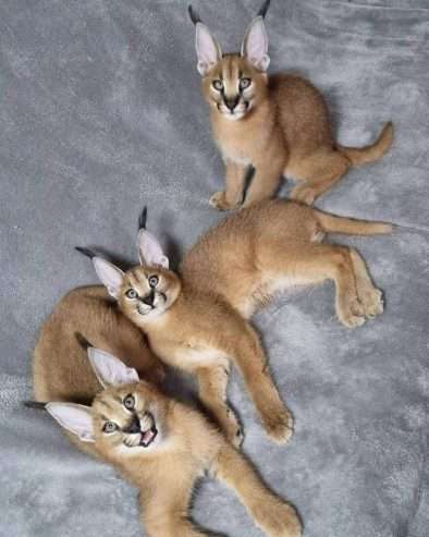 registered caracal kitten