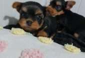 Amazing Yorkshire Terrier Pups