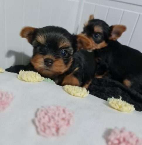 Amazing Yorkshire Terrier Pups