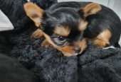 Amazing Yorkshire Terrier Pups