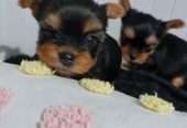 Amazing Yorkshire Terrier Pups