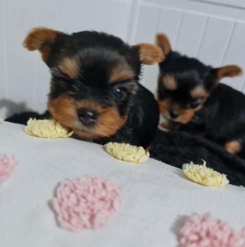 Amazing Yorkshire Terrier Pups