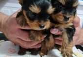 Amazing Yorkshire Terrier Pups