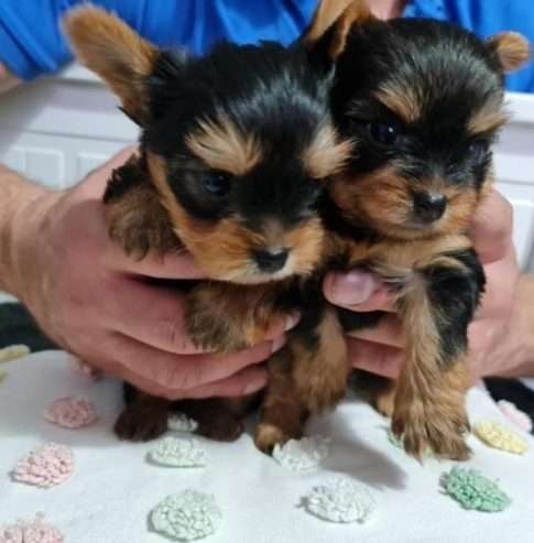 Amazing Yorkshire Terrier Pups