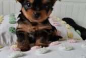 Amazing Yorkshire Terrier Pups