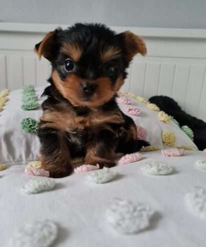 Amazing Yorkshire Terrier Pups