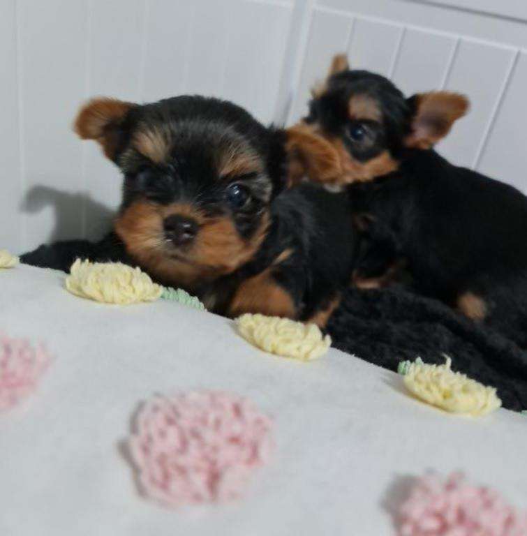 Amazing Yorkshire Terrier Pups