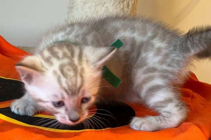 male and female bengal kittens