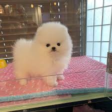 beautiful pomeranian puppies for sale