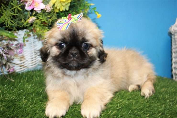 Pekingese puppies