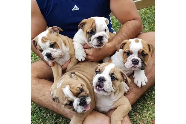 Outstanding English Bulldog