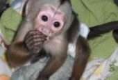 Purebred Cute Capuchin Monkeys