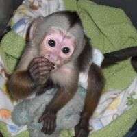 Purebred Cute Capuchin Monkeys