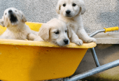 Golden retriever Puppies