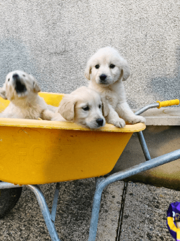 Golden retriever Puppies